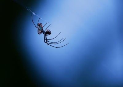 Araignée en train de prendre son repas, Costa Rica