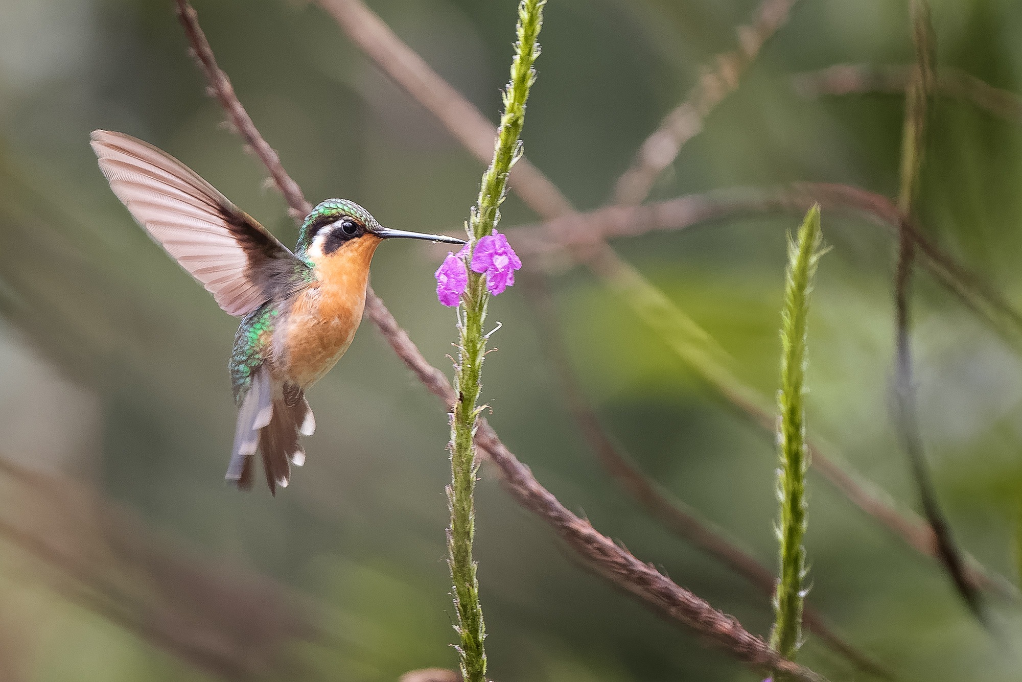 Colibri butinant, parc de la Catarata del Toro, Costa Rica