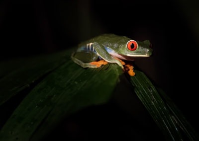 Rainette au yeux rouge, Bijagua de Upala, Costa Rica