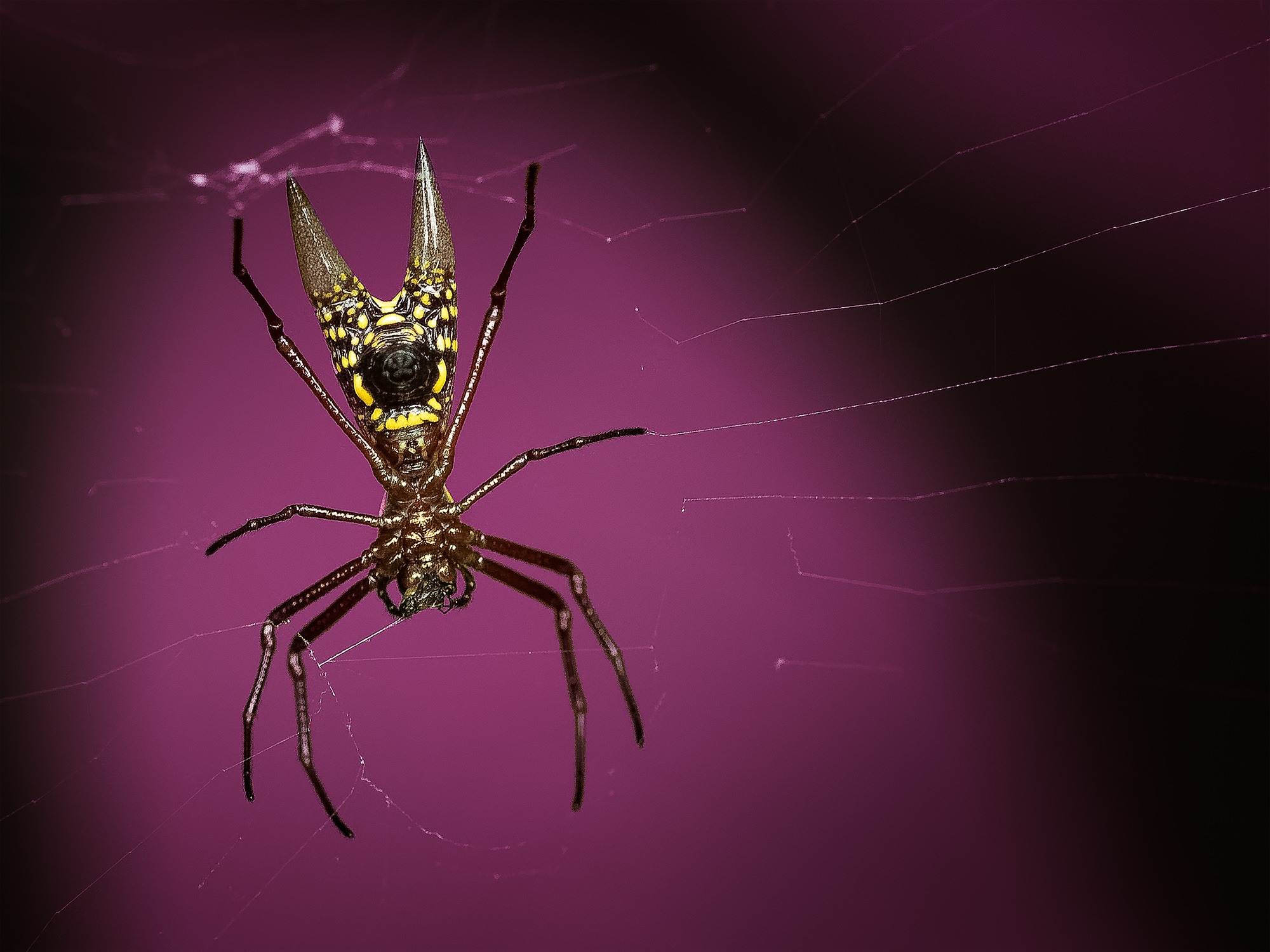 araignée Micrathena sagittata, Costa Rica