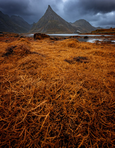 Automnal. Algues aux couleurs automnale dans un fjord des Lofoten, Norvège