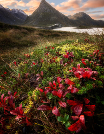 Fall. Couleurs automnale des Lofoten, Norvège