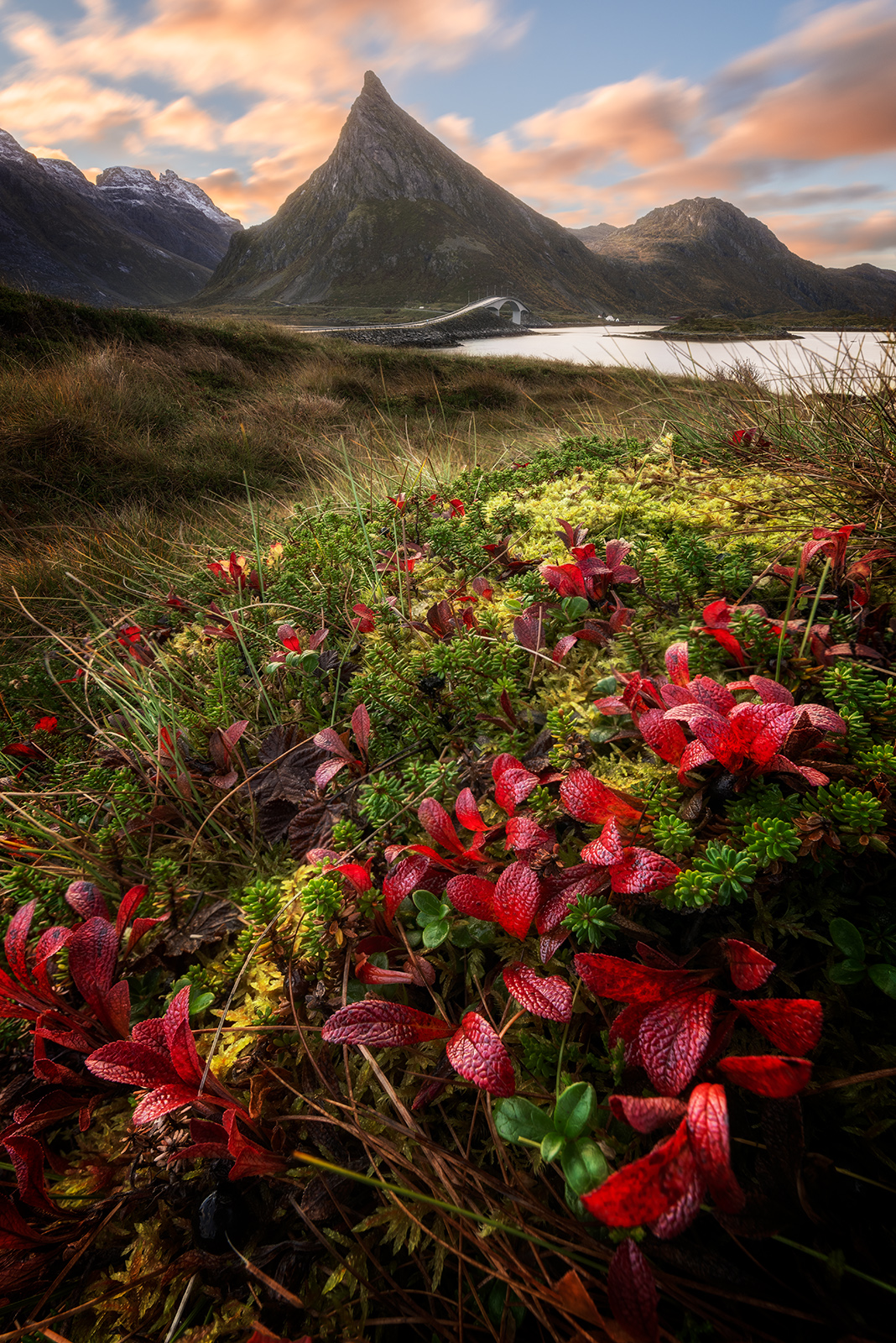 Photo réalisée à l’ultra grand-angle aux Lofoten où un premier plan floral proche de l’objectif devient le sujet principal de la composition
