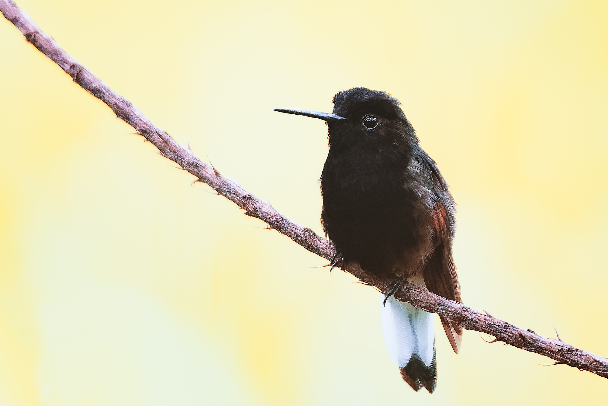 Colibri perché sur une branche avec fond flou jaune, illustrant la faible profondeur de champ d'un capteur plein format, Costa Rica