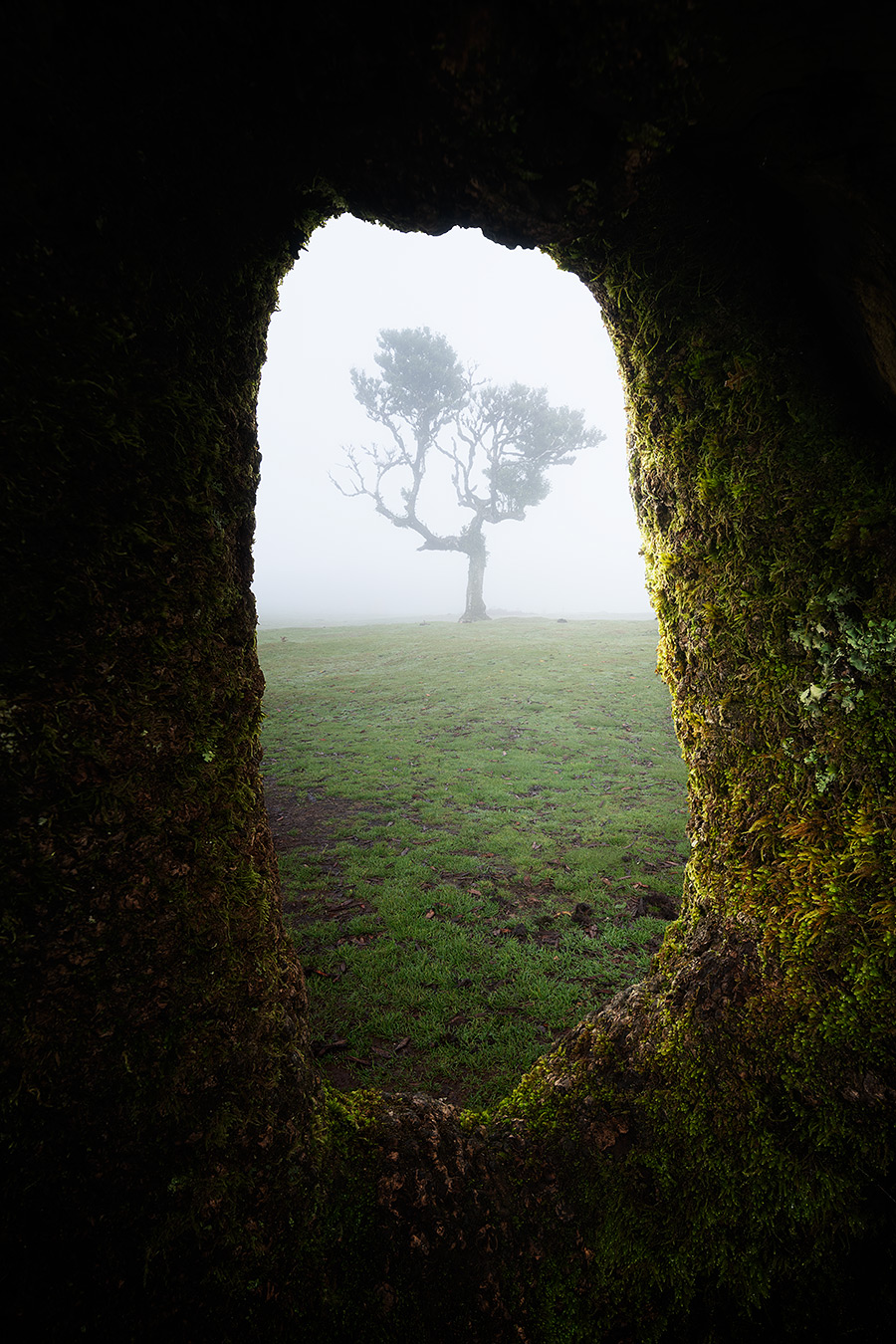 Focus-stacking-sur-un-arbre-encadré-par-un-tronc-creux Arbre isolé dans la brume photographié à travers l'ouverture d'un tronc d'arbre recouvert de mousse.