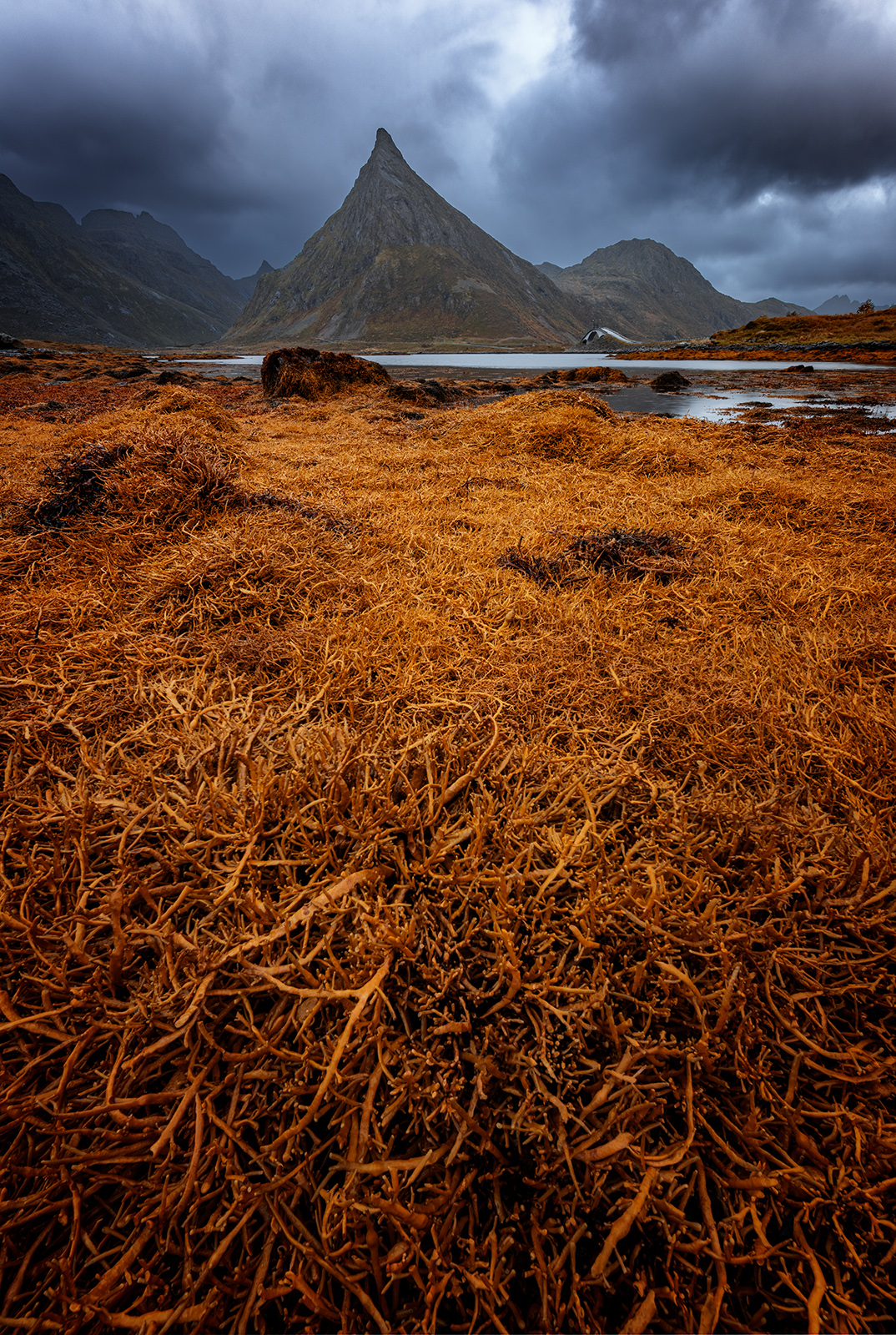 Photographie de paysage aux Lofoten avec un premier plan d'algues très proche de l'objectif et une montagne à l'arrière-plan, réalisée en focus stacking pour obtenir une netteté sur l'ensemble de l'image.