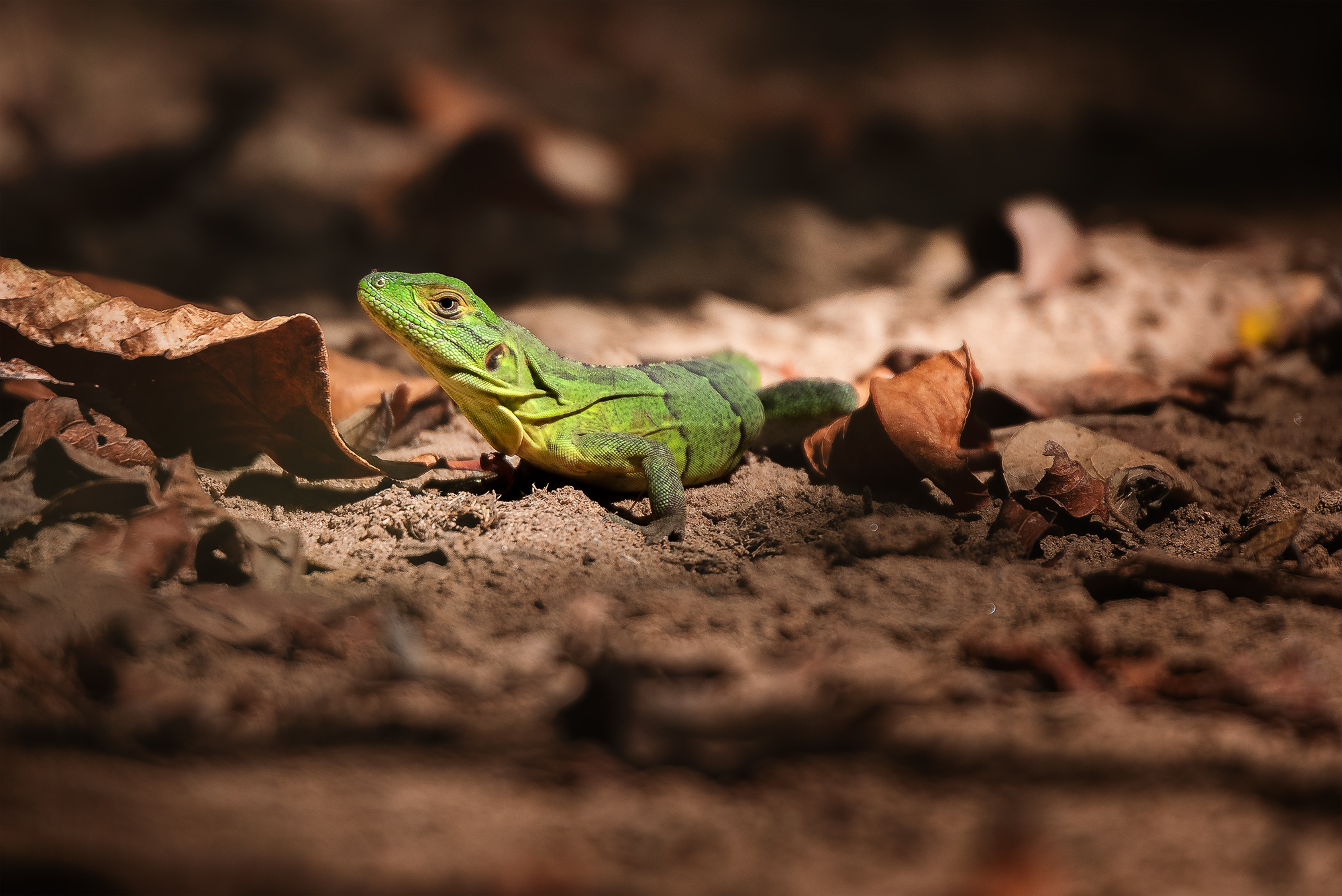 Lézard vert au Costa Rica, faible profondeur de champ ézard vert photographié au Costa Rica, tête nette et arrière-plan de feuilles mortes uniformément flou, exemple de faible profondeur de champ en animalier