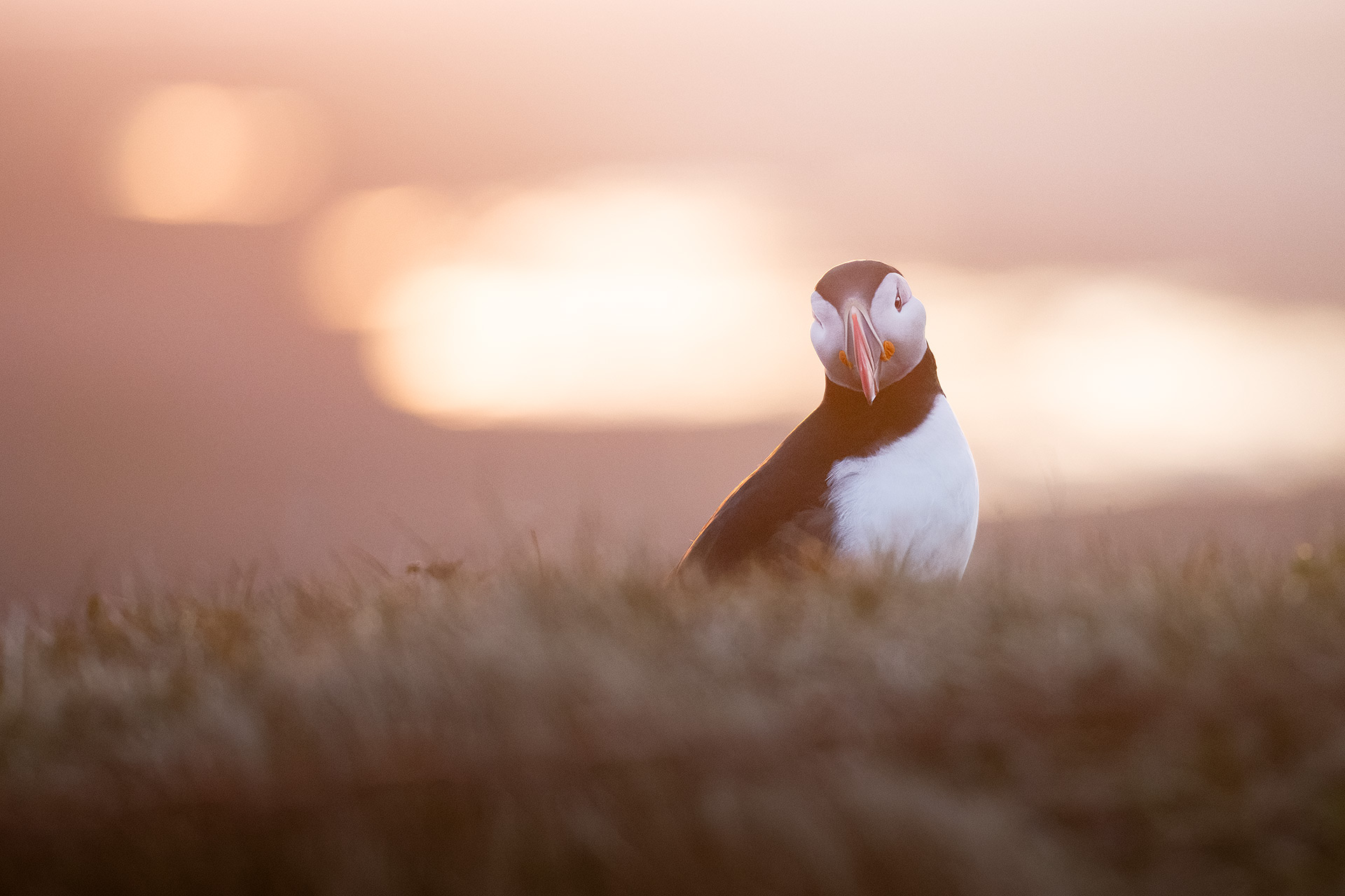 Macareux-au-coucher-du-soleil,-bokeh-naturel-au-téléobjectif Macareux photographié au coucher du soleil avec un téléobjectif, sujet net sur fond et premier plan flous en bokeh doux rosé, exemple de qualité de bokeh en photo animalière