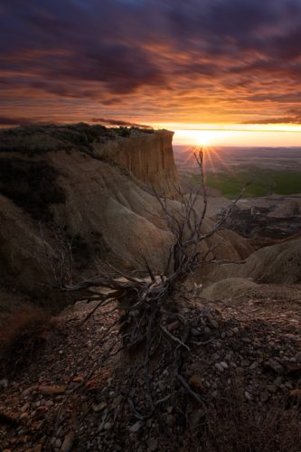 Arbre mort au coucher du soleil, surplombant une falaise, désert des Bardenas Reales, Navarre, Espagne.