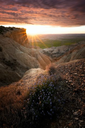 Fleurs mauves surplombant le canyon au coucher du soleil, désert des Bardenas Reales, Navarre, Espagne.