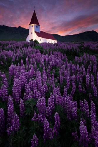 Église de Vík í Mýrdal entourée de lupins sous le soleil de minuit, Islande.