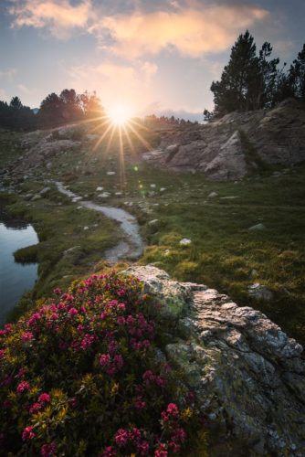 Coucher de soleil sur les rives de l'Estany del Mig au Camporells, Pyrénées-Orientales. Rhododendrons en fleurs au bord de l'Estany del Mig, coucher de soleil au Camporells.