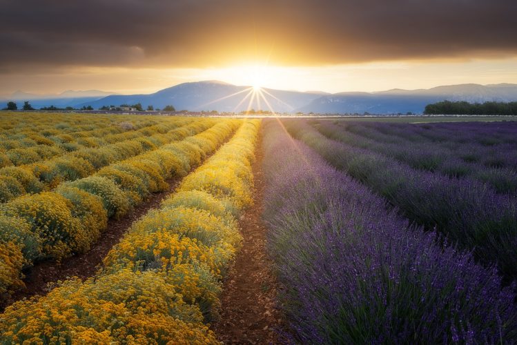 Champs d'immortelle et de lavande côte à côte au lever du soleil, plateau de Valensole, Alpes-de-Haute-Provence, Provence-Alpes-Côte d'Azur.