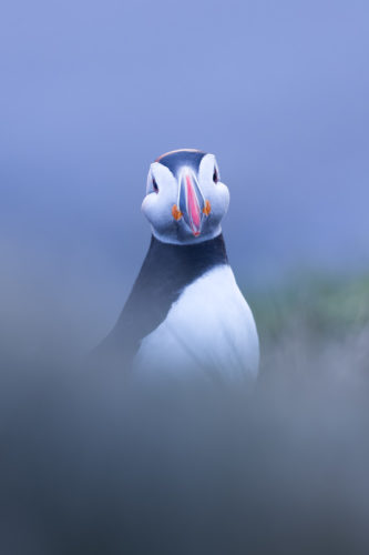 Portrait frontal d'un macareux moine, Islande.