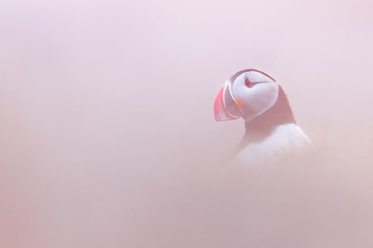 Portrait de profil d'un macareux moine baigné de lumière rose au coucher du soleil, Islande.